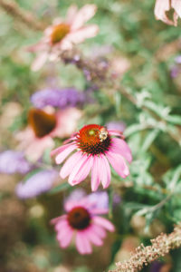 Garden of good gut bacteria